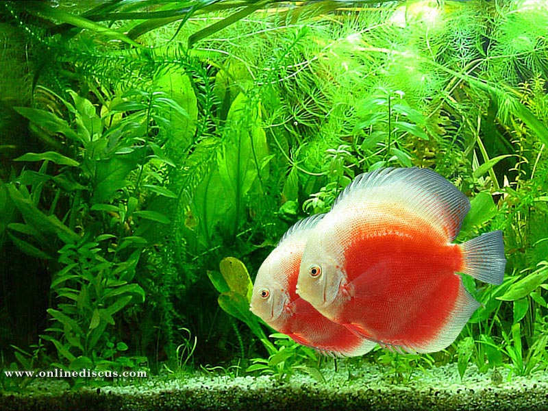 HD Animal Wallpaper Fish