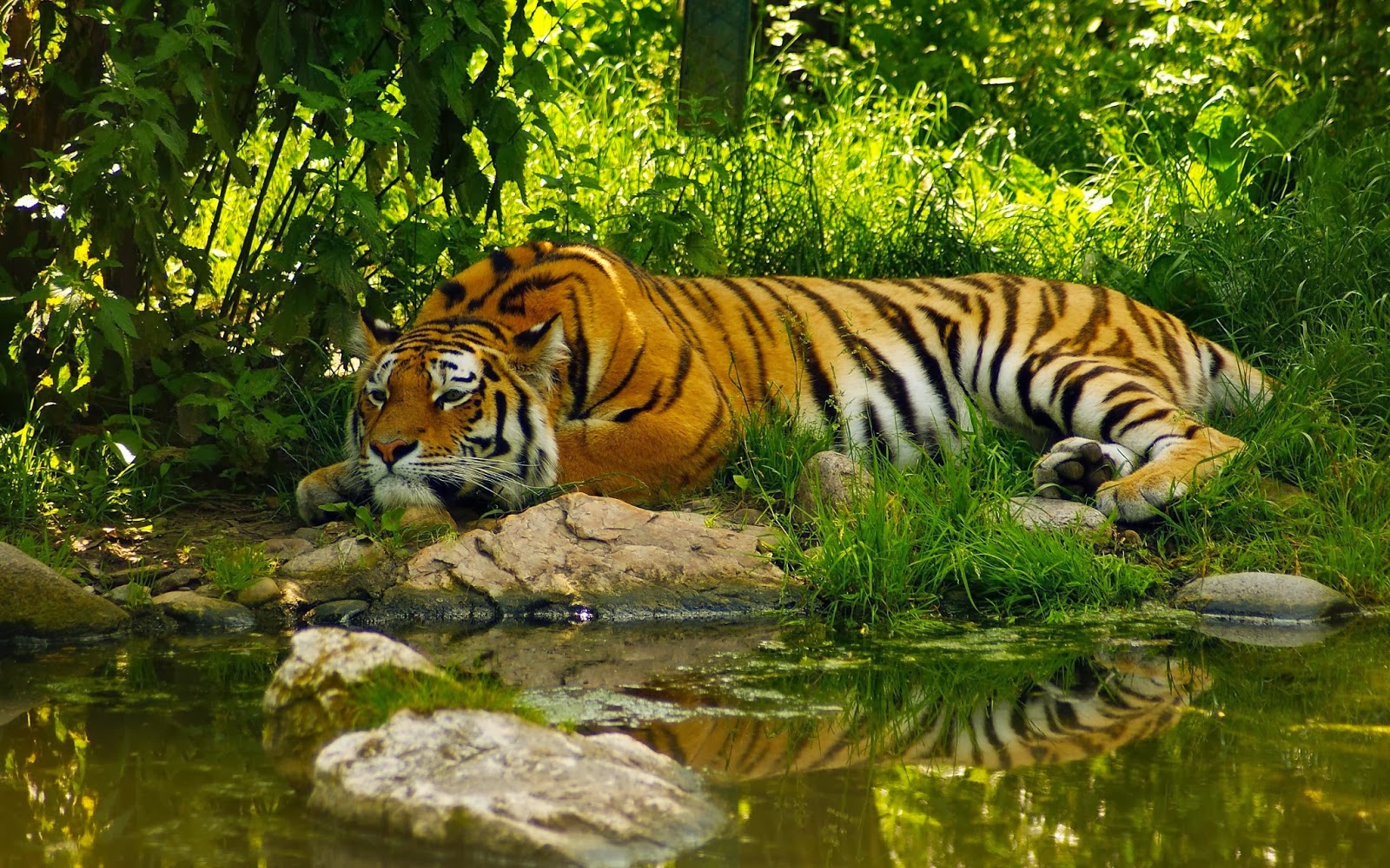 Desktop HD Wallpapers Free Downloads Bengal Tiger HD Wallpapers
