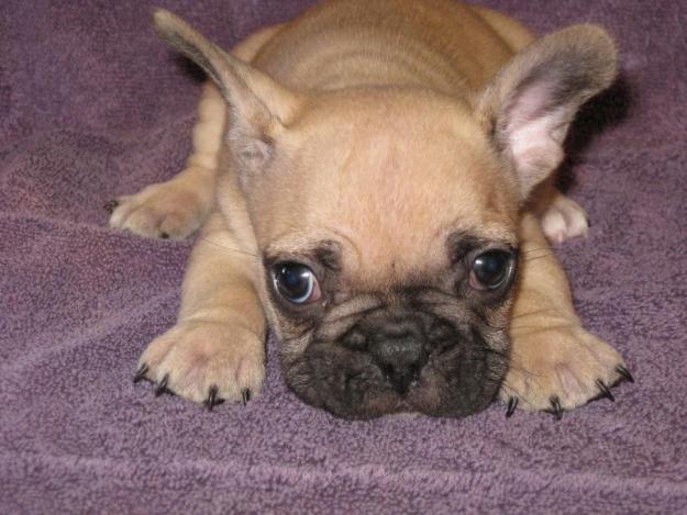 So Want A French Bull Dog Puppy Some Day Aren T