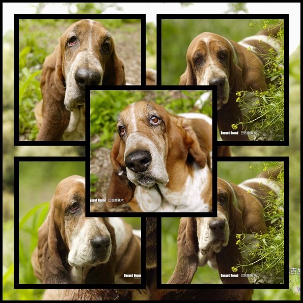 The Best Wallpaper Basset Hound Dog Pack