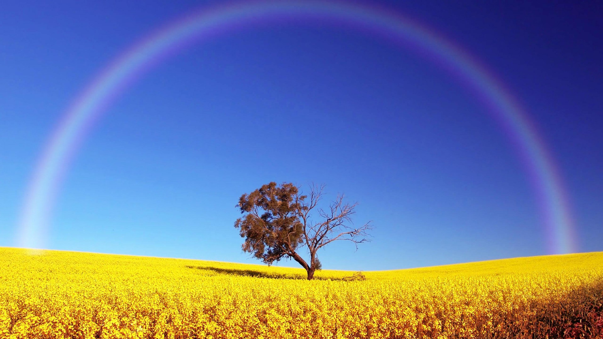 Rainbow HD Wallpaper Pictures Image Background Photos