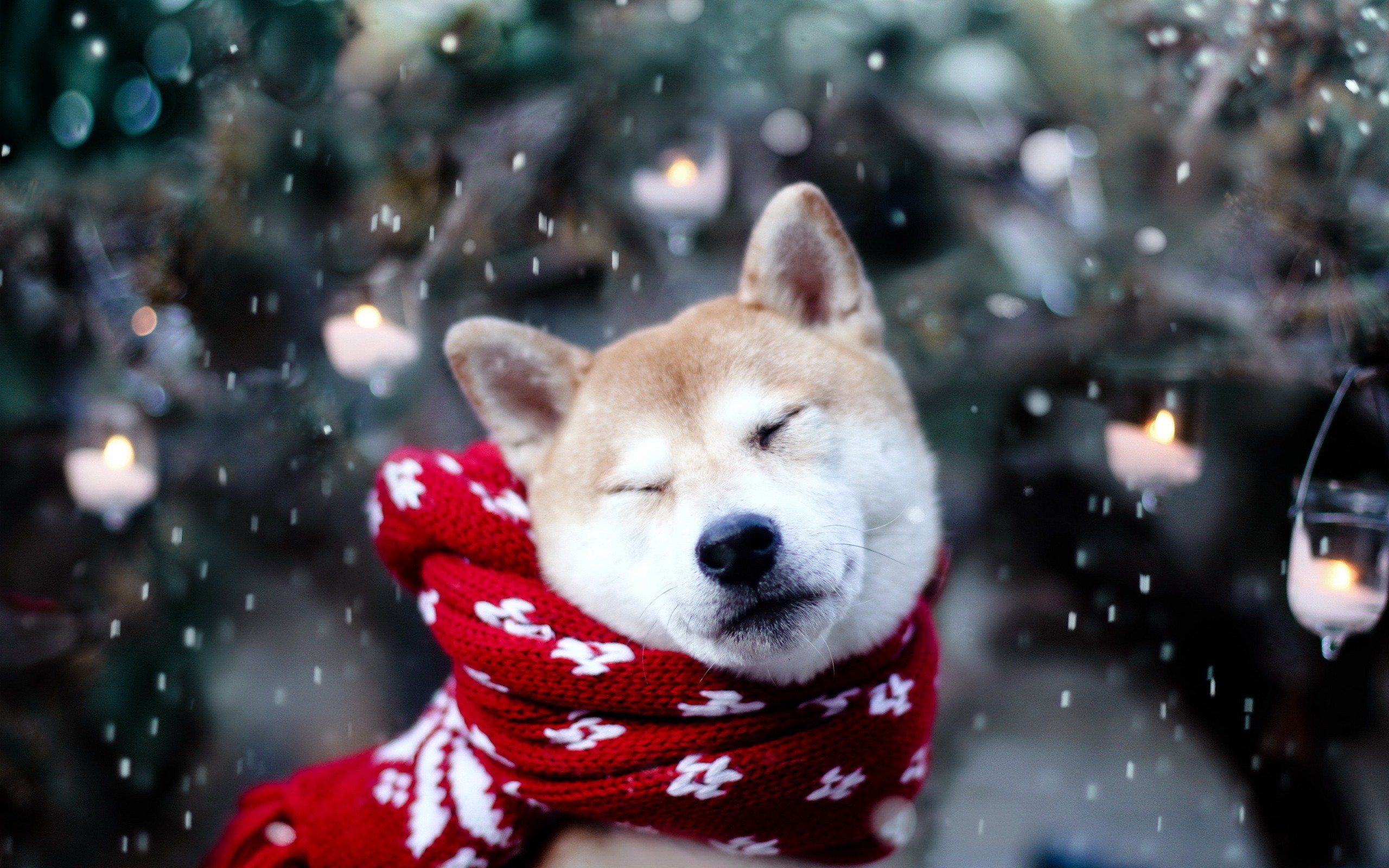 Cute Dog Winter Snow Snowflakes Nature Photo Wallpaper