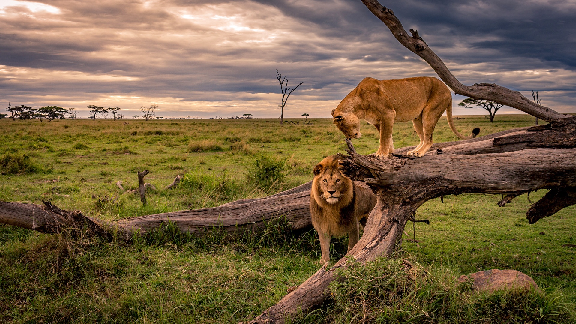 Fonds D Ecran Lions Lionne Afrique Le Tronc Herbe Animaux Wallpaper
