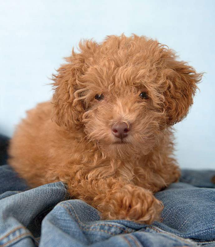 Cute Little Poodle Puppy Lying On Denim Puppies Wallpaper Picture