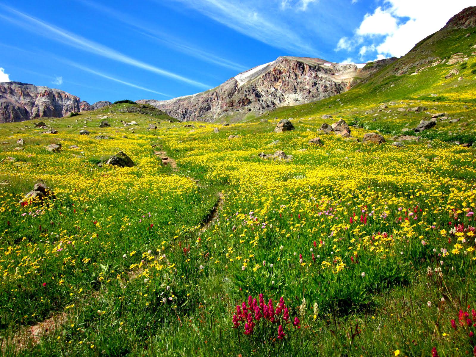 🔥 37 Mountain Wildflowers Wallpaper Wallpapersafari