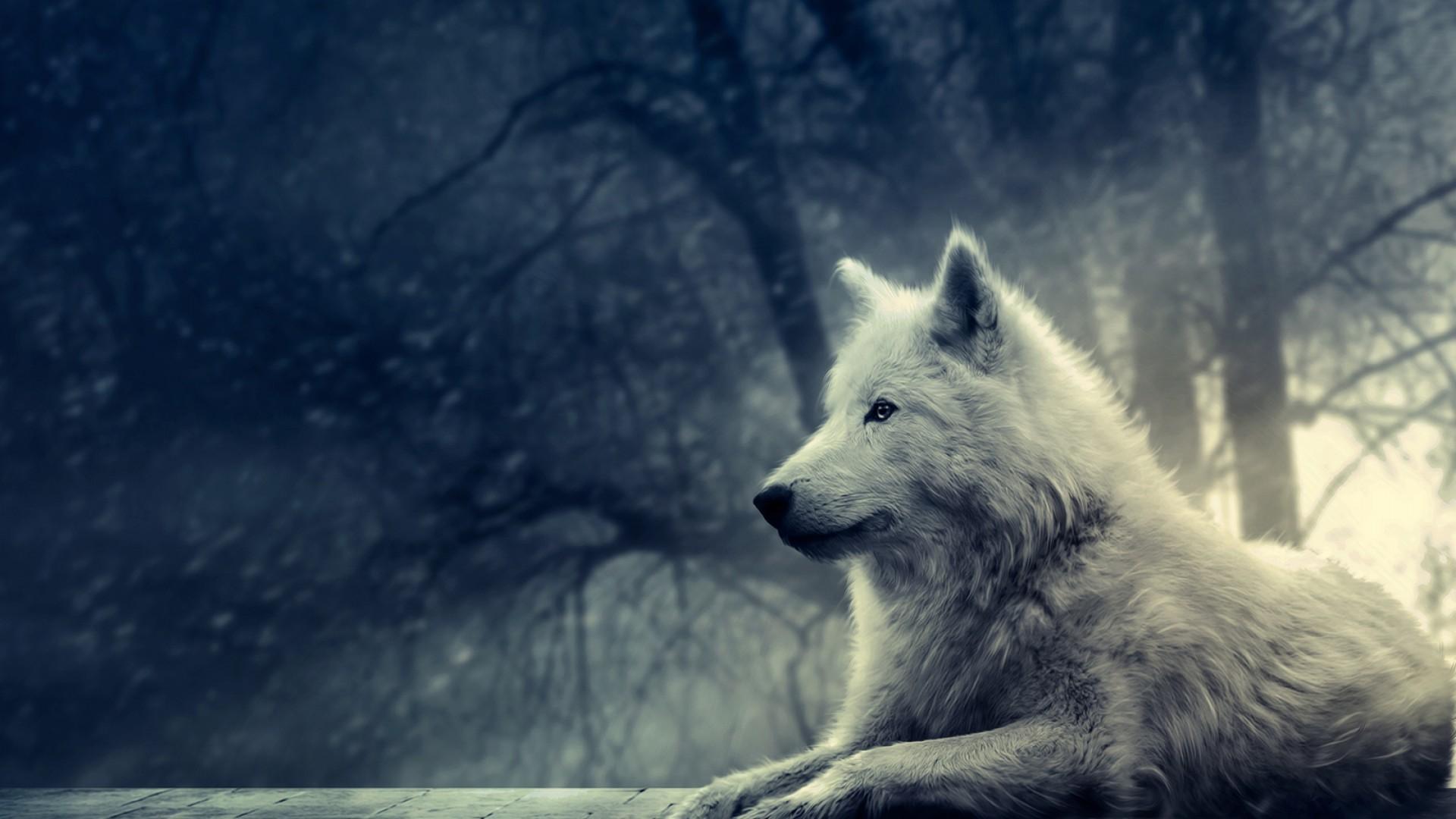 Awesome Wolf Wallpaper On
