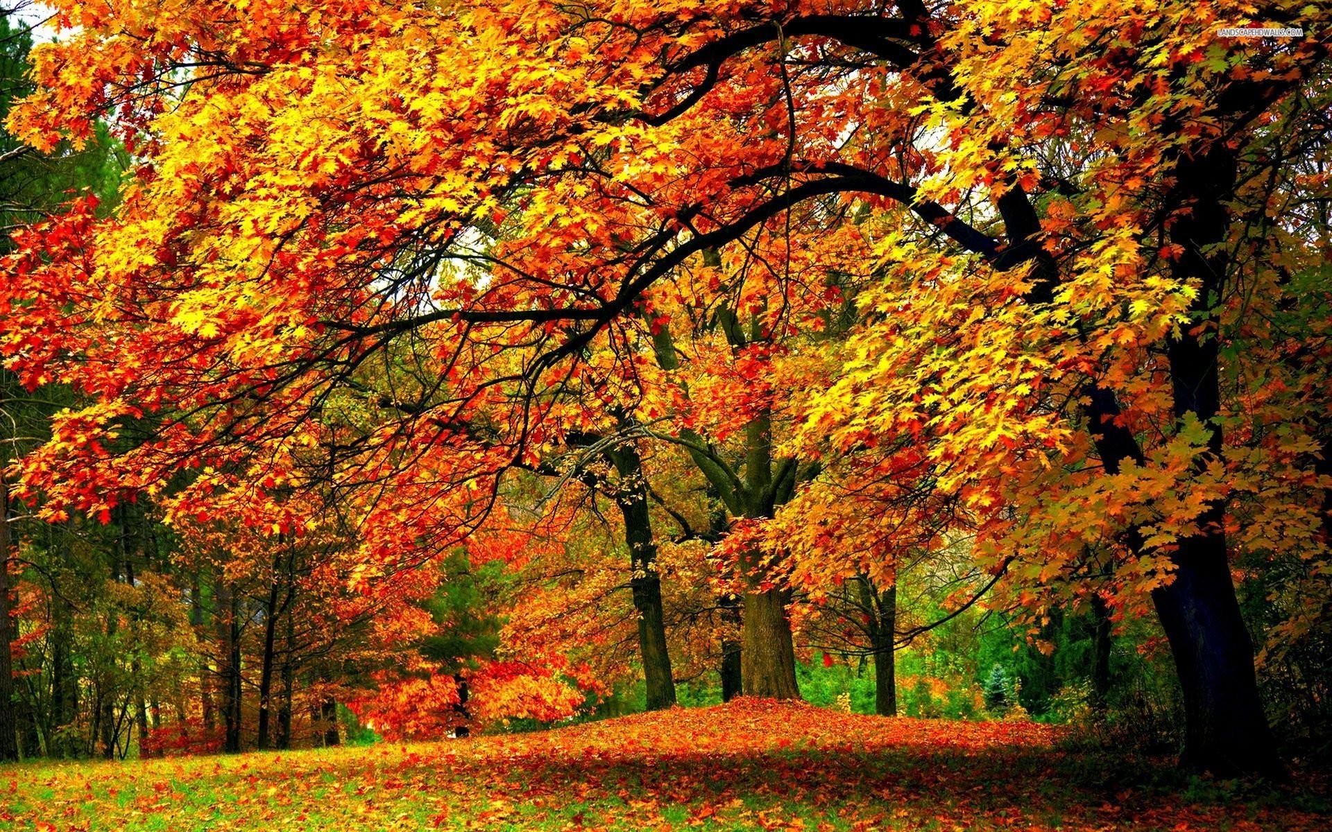 Early Fall Desktop Wallpaper