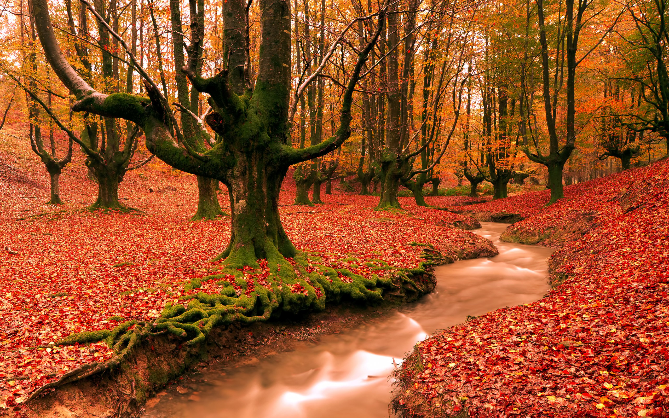  images of autumn desktop wallpapers free on latoro wallpaperhtml 2560x1600