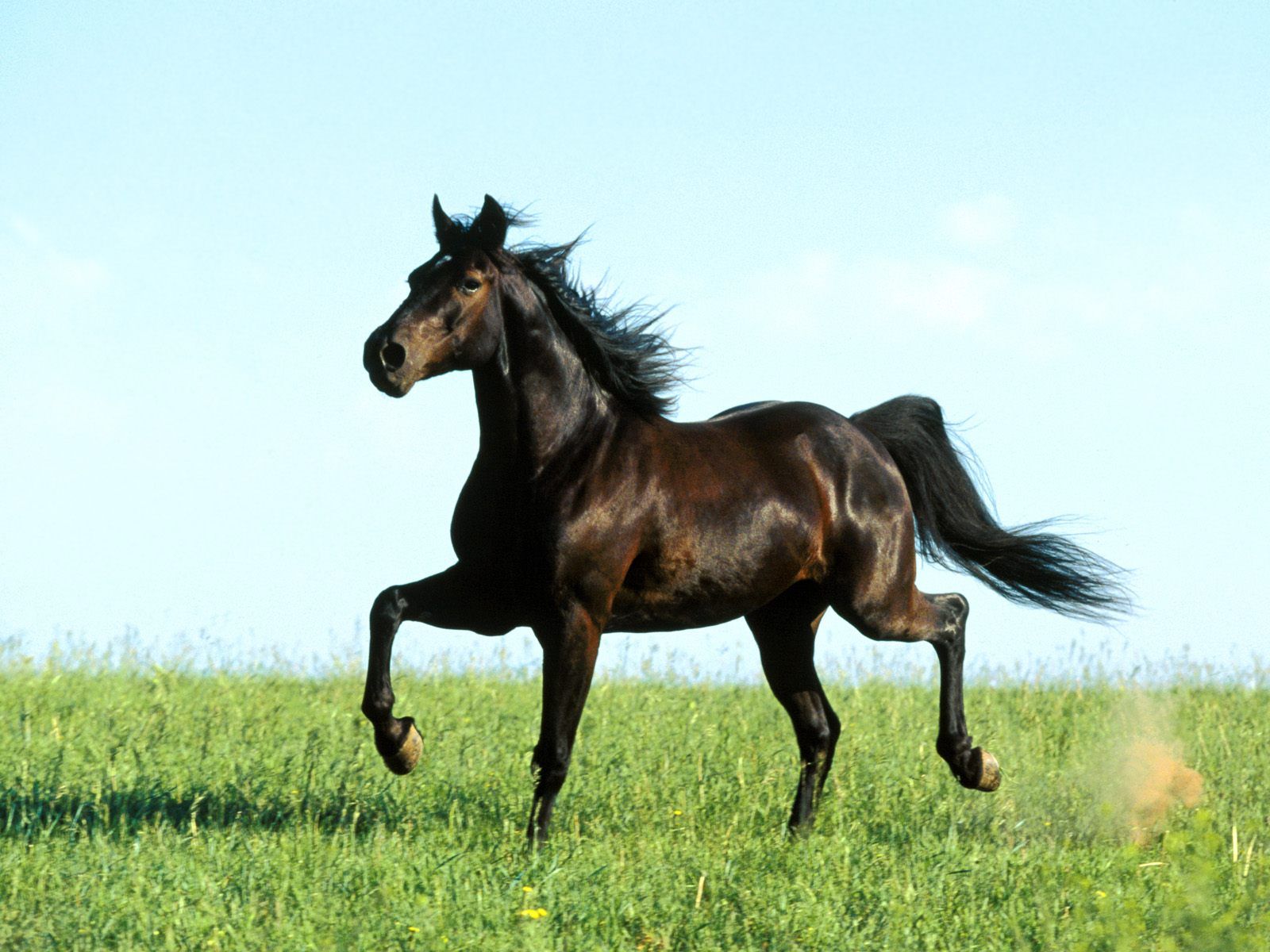 Horse Wallpaper Pictures Of Animal Photo