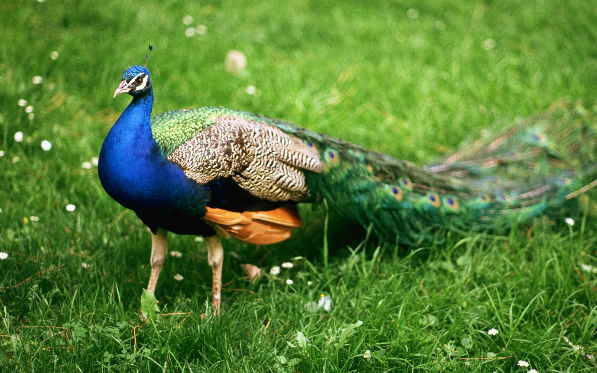 Most Nature Wallpaper Beautiful Peacock In