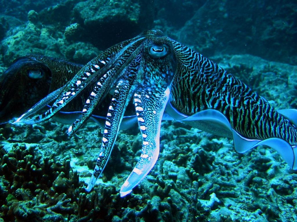Thailand Animals Cuttlefish Sea Anemones Wallpaper