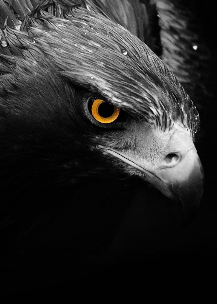 Wild Eagle Face Poster By Mk Studio Displate