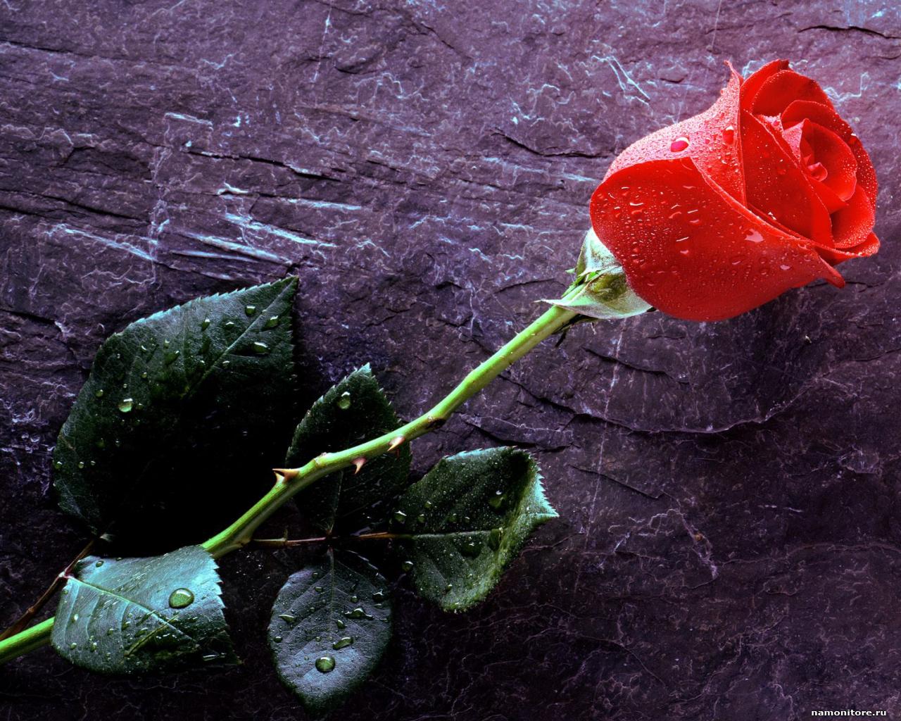 rose with water drops flowers roses roses 1280x1024   Wallpapers