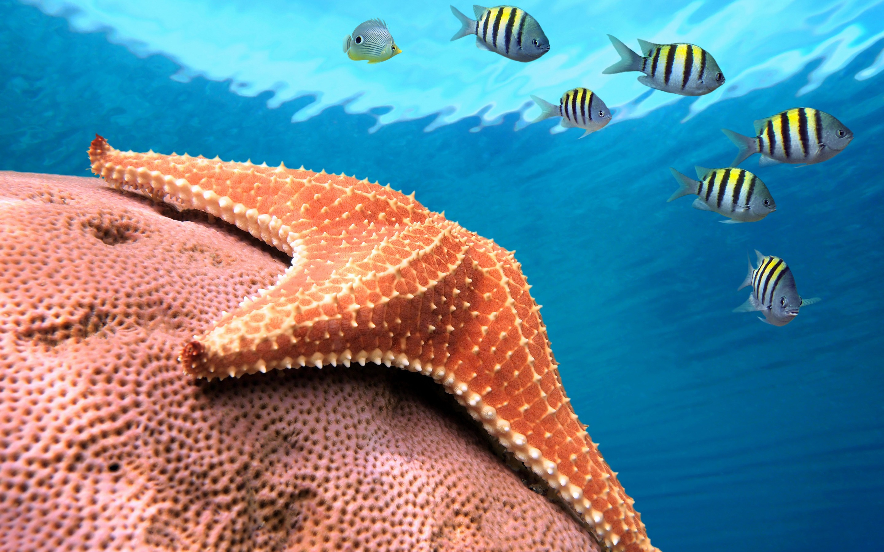 Starfish Puter Wallpaper Desktop Background Id