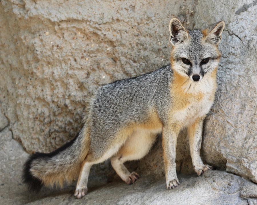 Gray Fox Animal Wallpaper Proud Grey By Jack