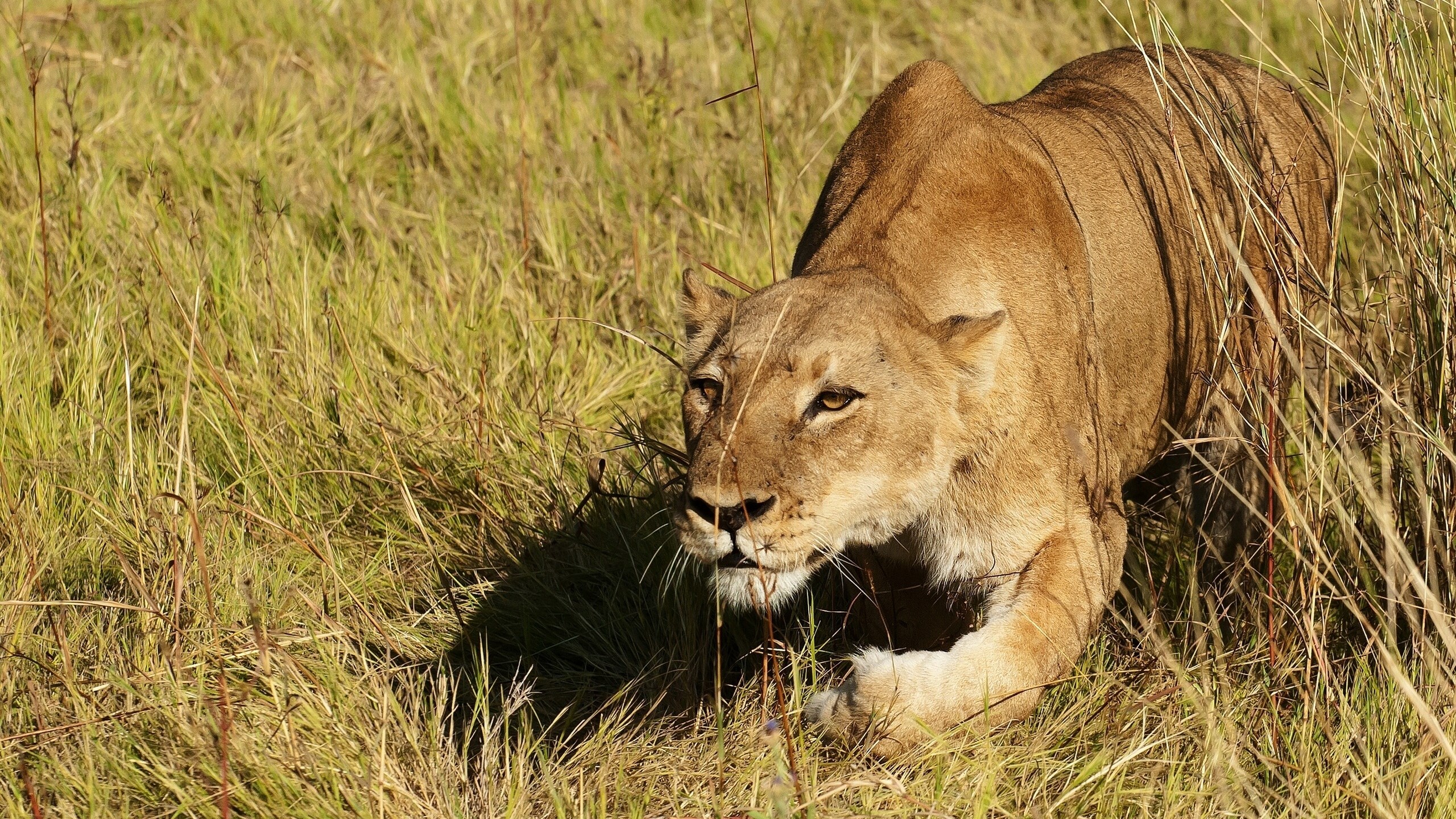 Lioness Hunting Wallpaper Desktop