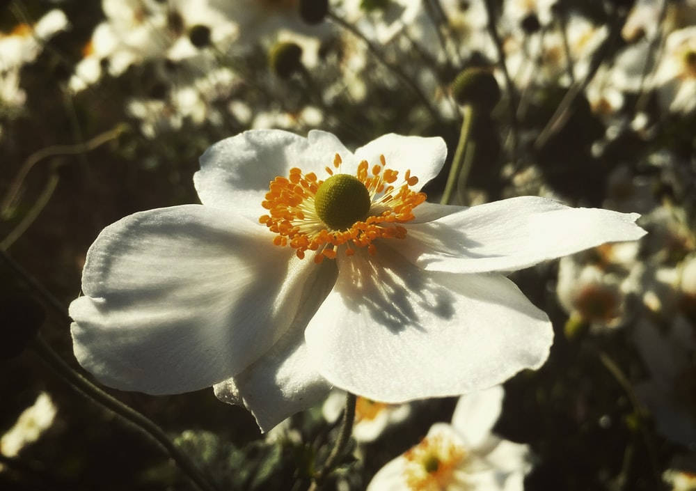 Anemone Flower Wallpaper