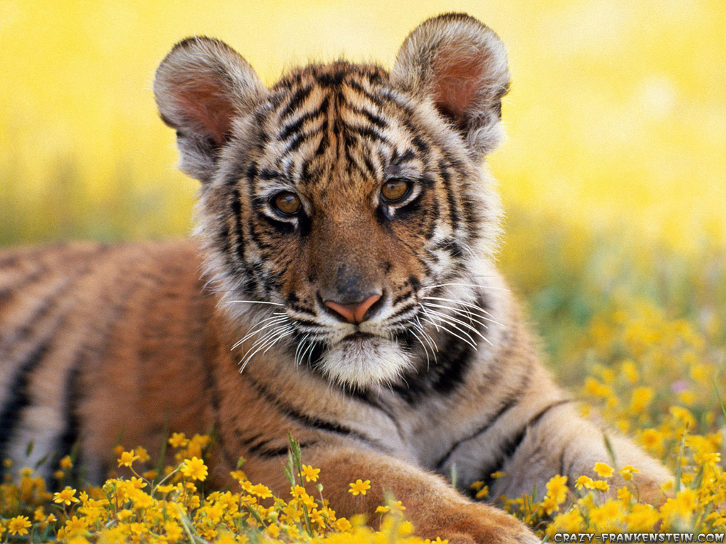 Baby Tigers Cute Wallpaper Little Tiger
