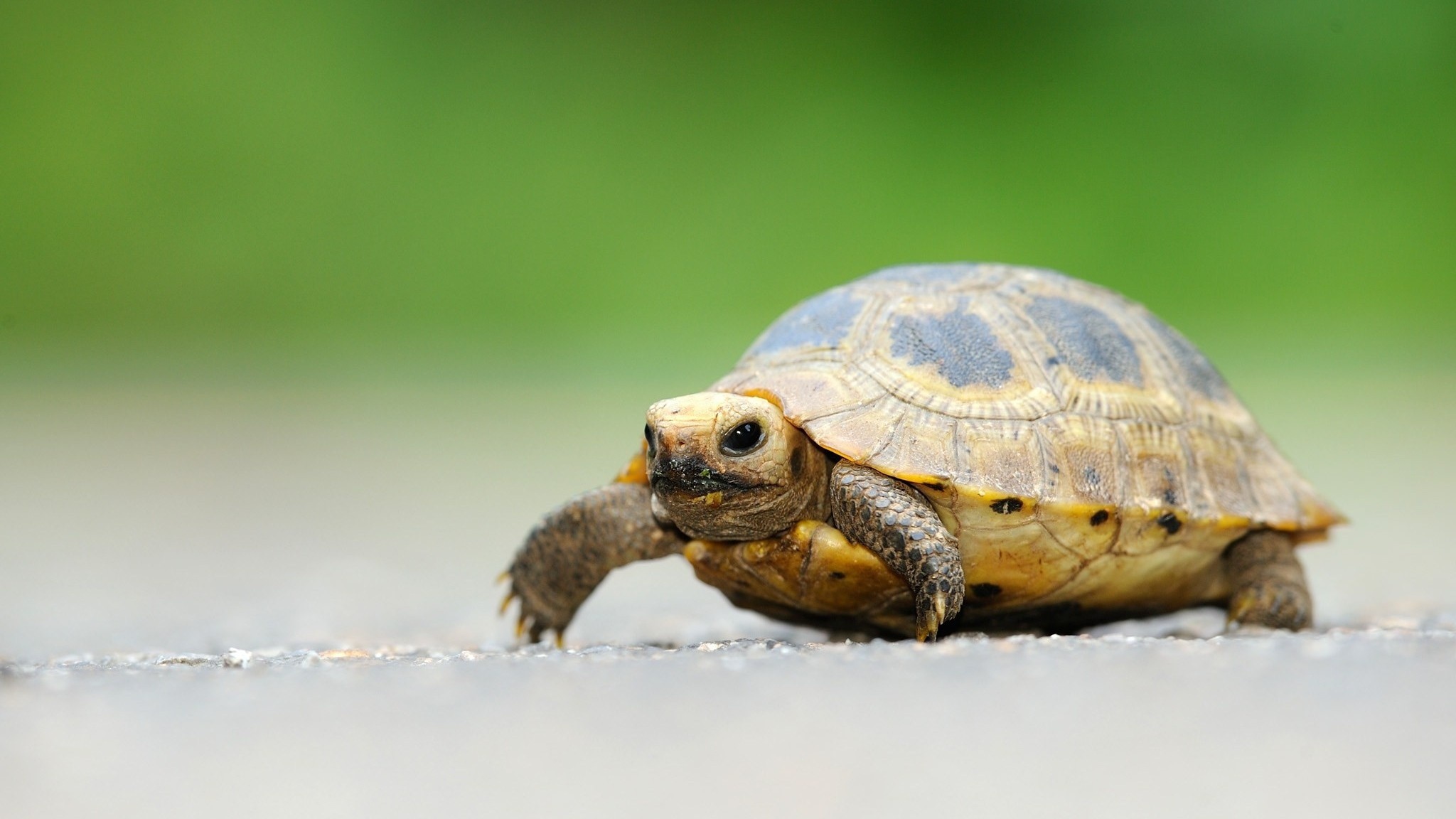 Cute Turtle Wallpaper