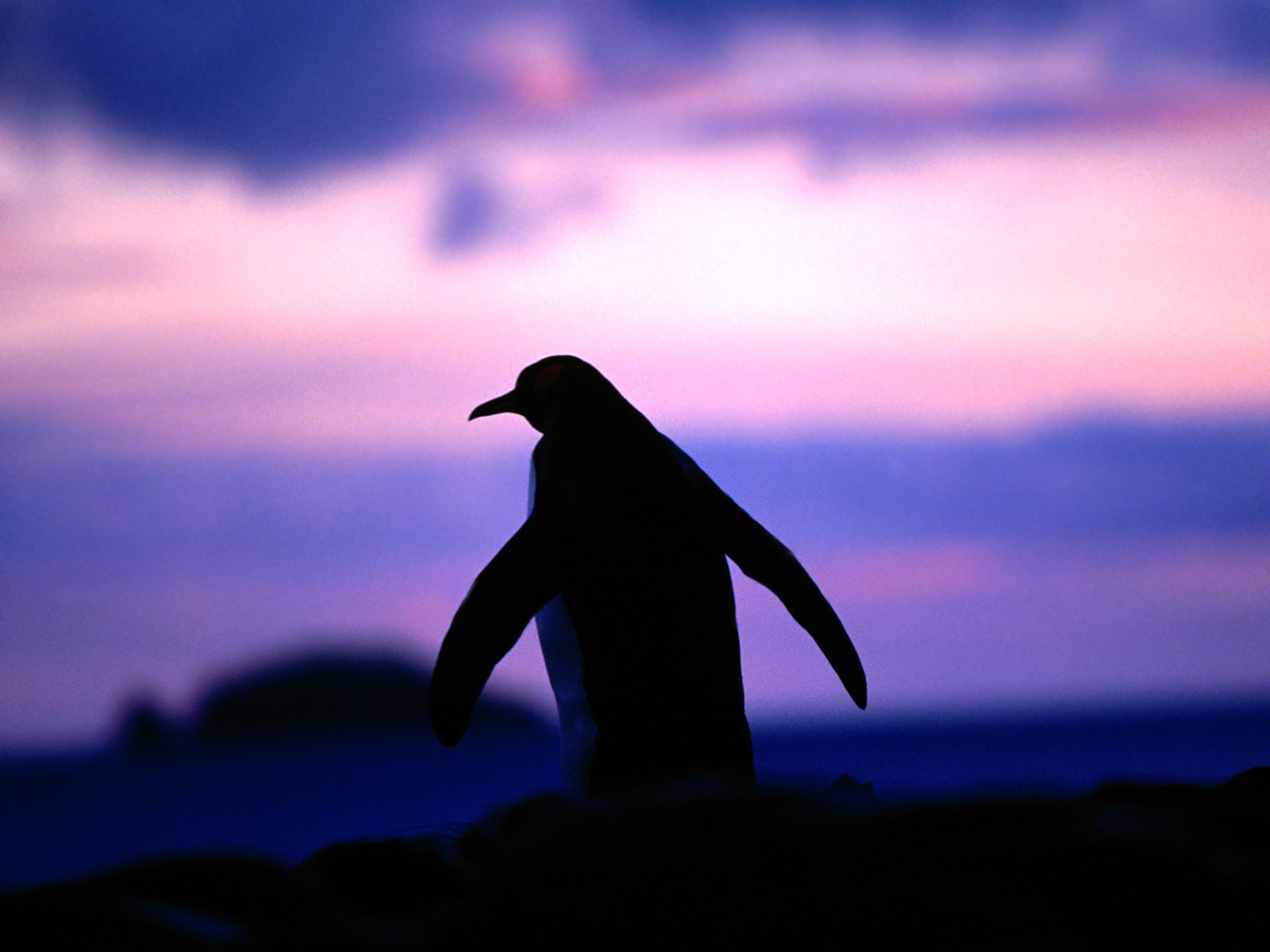 Penguin Cool Background And Wallpaper For Your Desktop