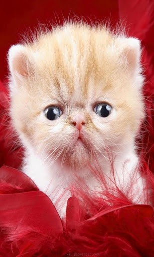 Grumpy Cat HD Wallpaper Sweety Cats Pritty