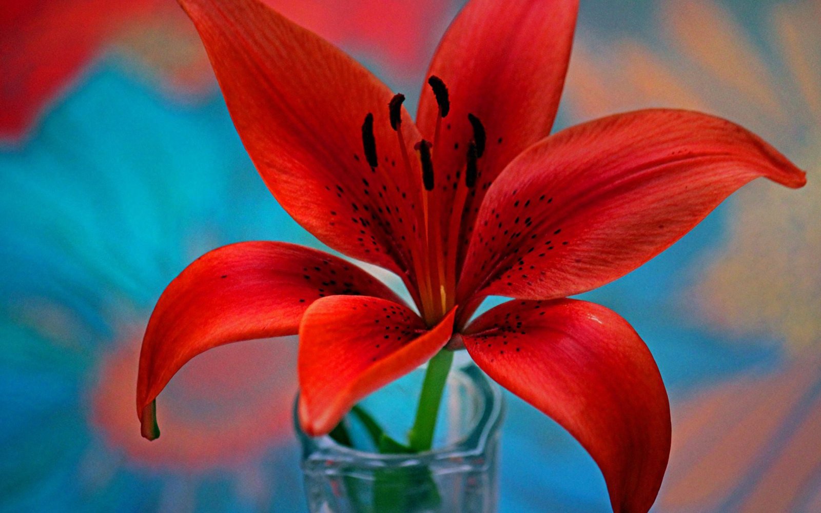 Wallpaper Flower Lily