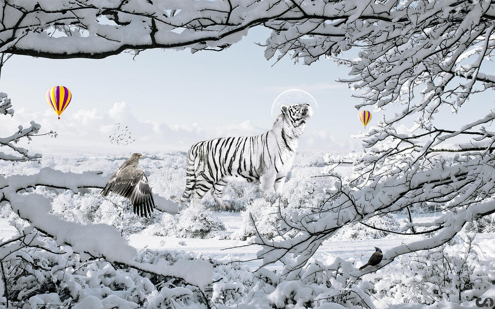 Tiger 2 siberian or amur tiger 1 WHITE TIGER 35 White Tiger 1600x1000