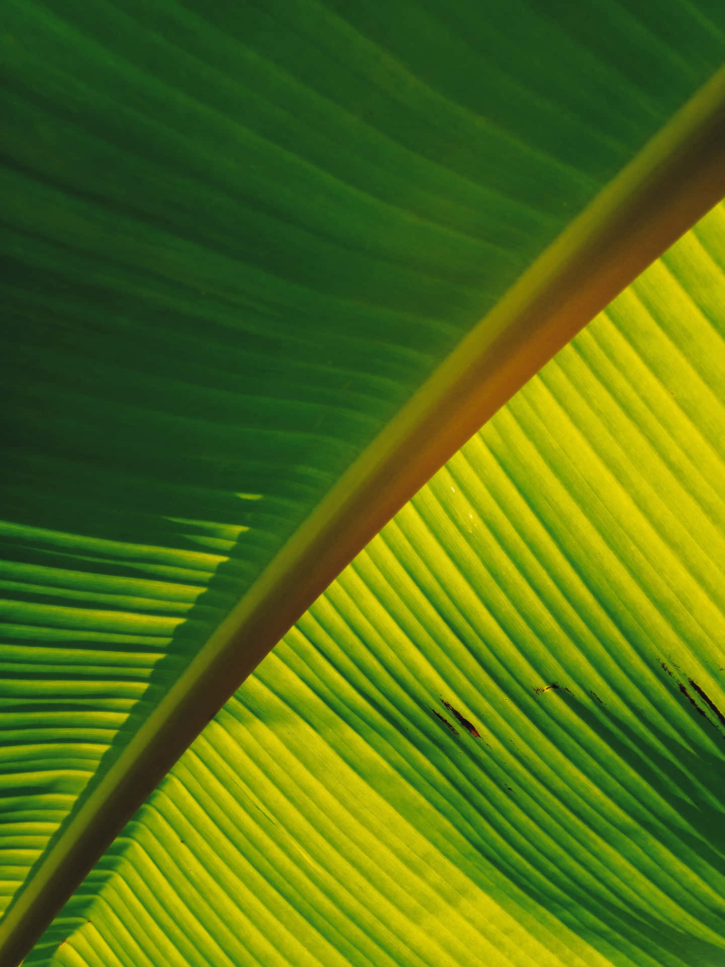 A Banana Leaf Wallpaper