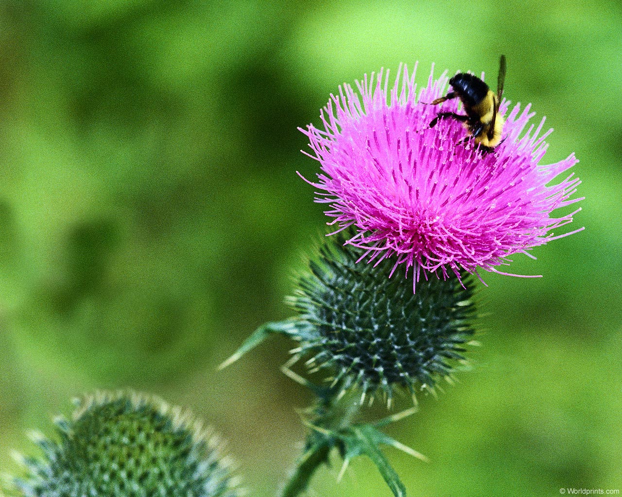 Flowers Bumblebee Thistle