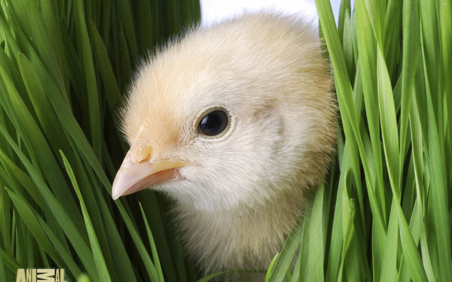 Cute Easter Chick Wallpaper