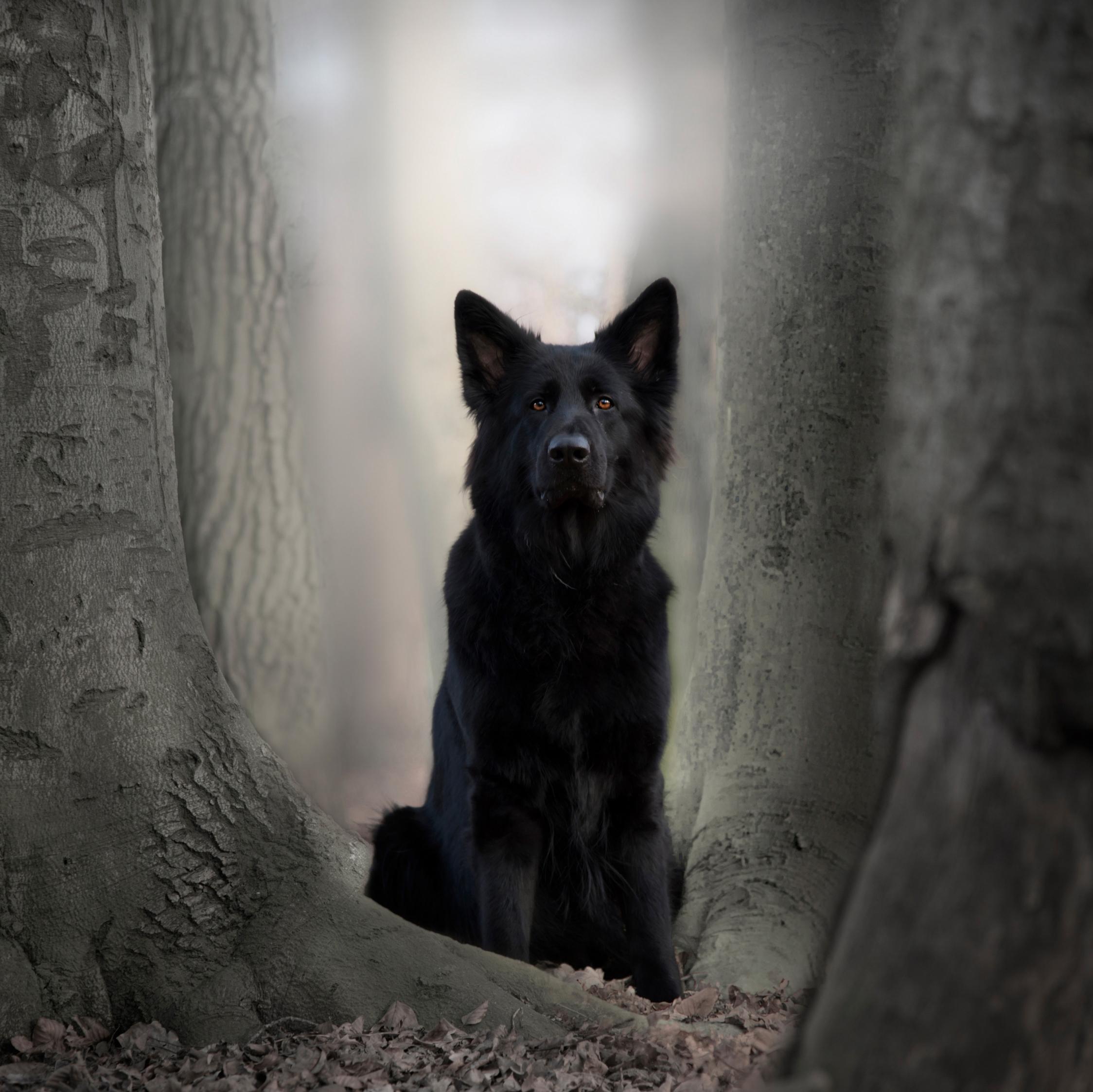 Wallpaper Black Dog German Shepherd Animal