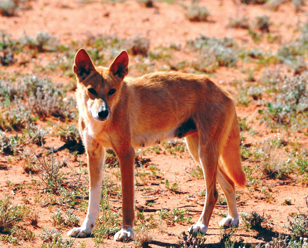 Dingo Image Dingoes Hd Wallpaper And Background Photos