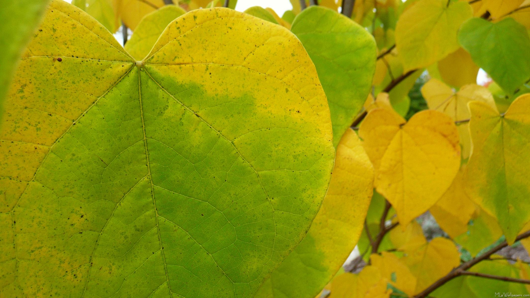 Yellow and Green Redbud Leaves 991jpg