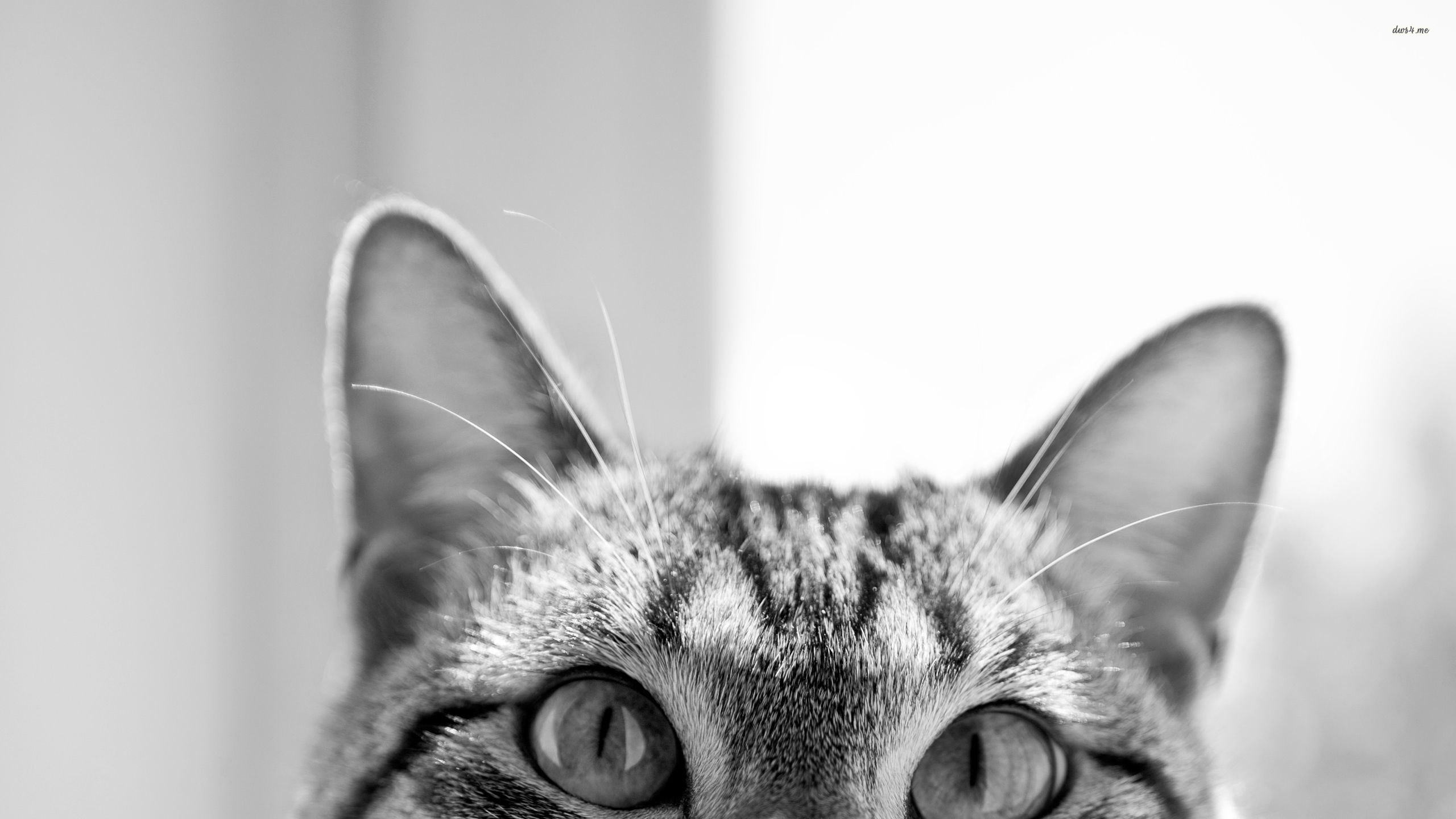 Cat Desktop Wallpaper