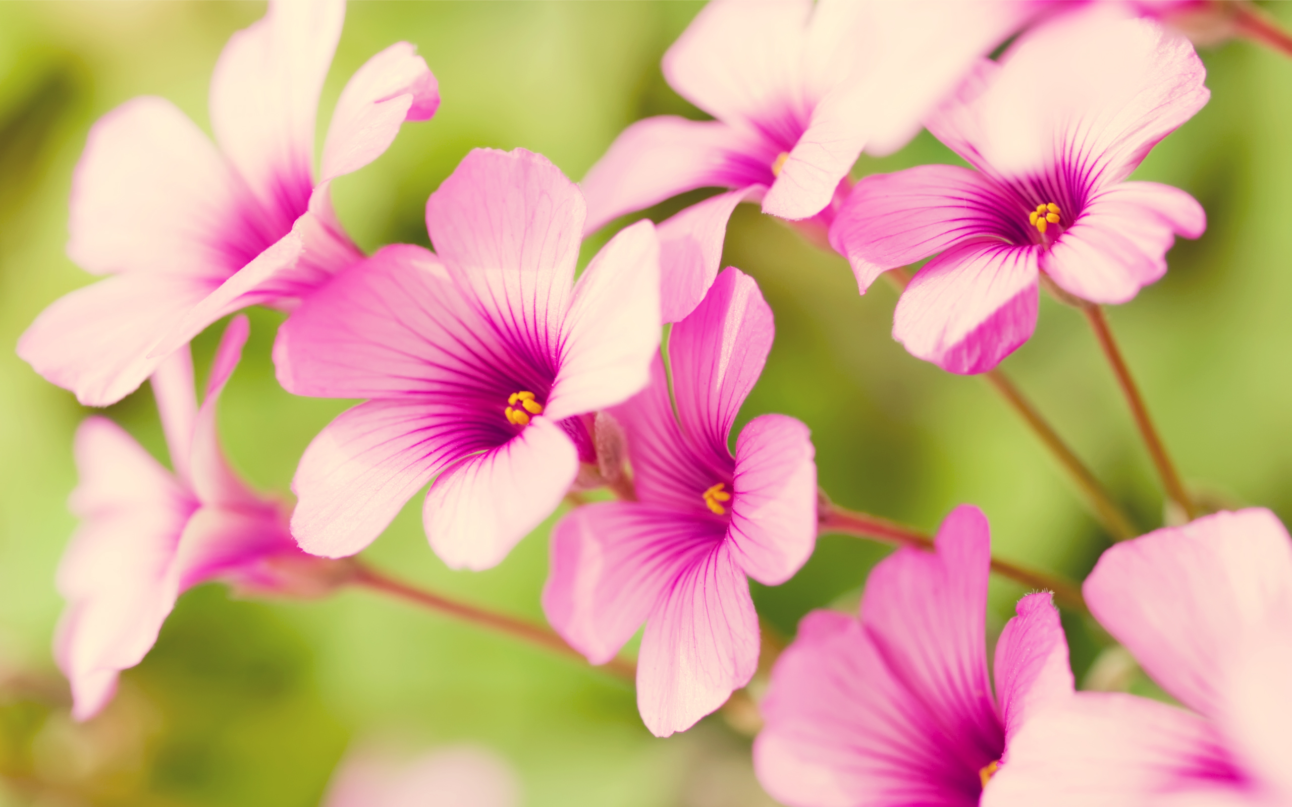 free wallpaper of flowers pretty Purple Verbena in the background of 2560x1600