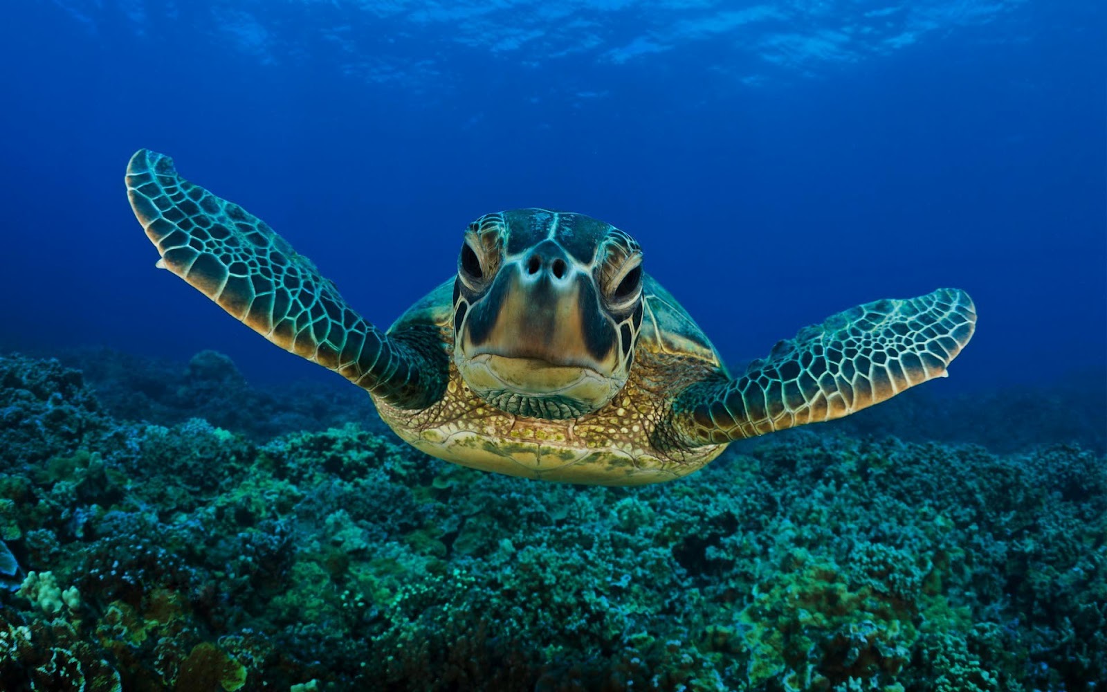 Of A Swimming Turtle Underwater Hd Turtles Wallpaper Background