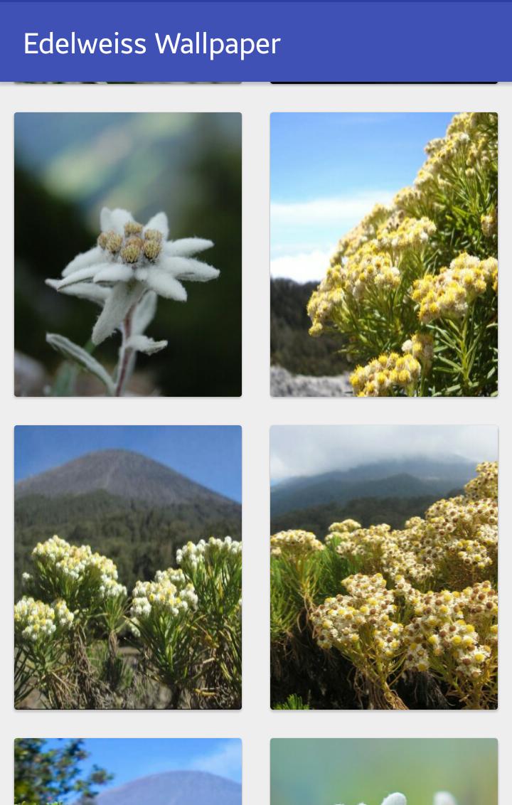 Edelweiss Wallpaper For Android Apk