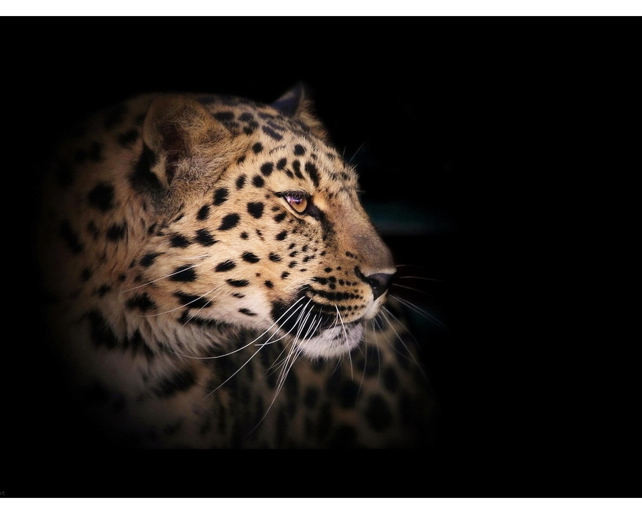 Leopard Wild Cat A Dark Wallpaper
