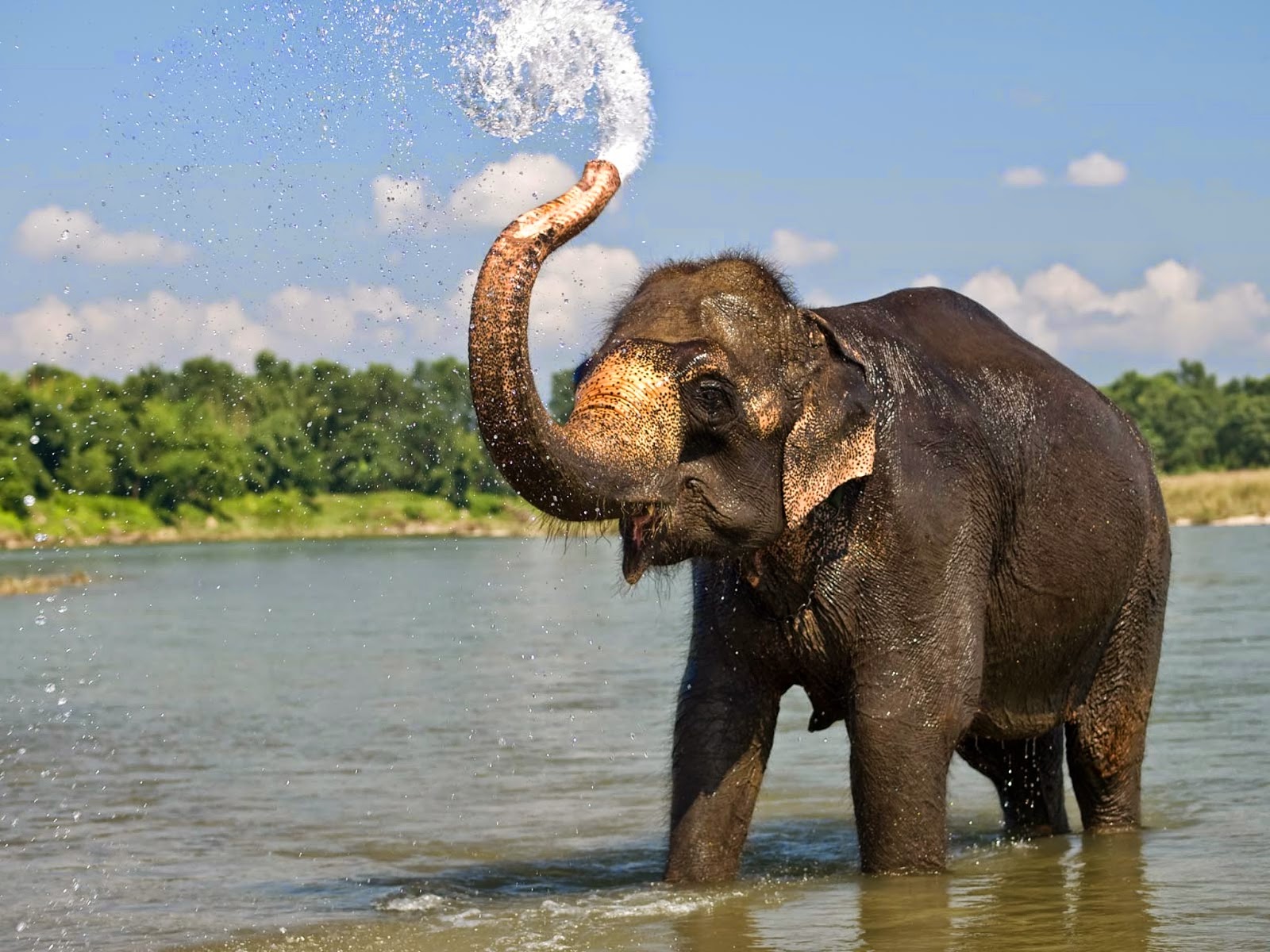 Beautiful Elephant Image HD Wallpaper