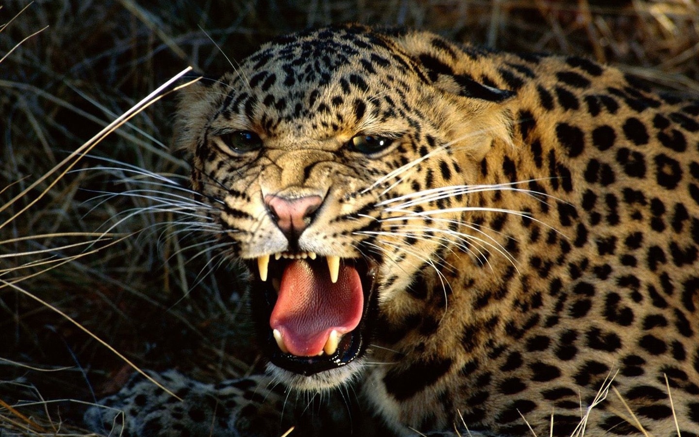 Snarling Cheetah Animal Wallpaper Desktop Background