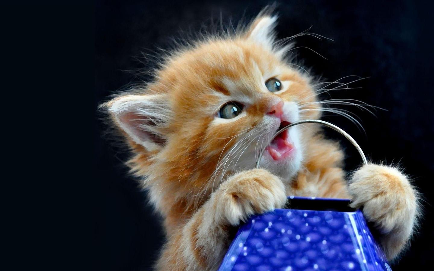 Kitten Chewing Handle Desktop Wallpaper Background