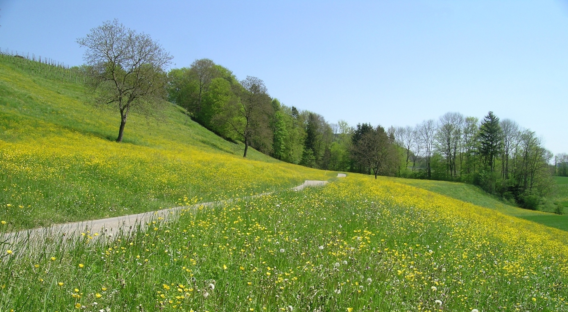Puter Screensavers And Wallpaper Spring Meadow