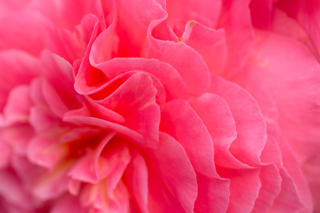 Pink Flower Background Stock Photo Negativespace