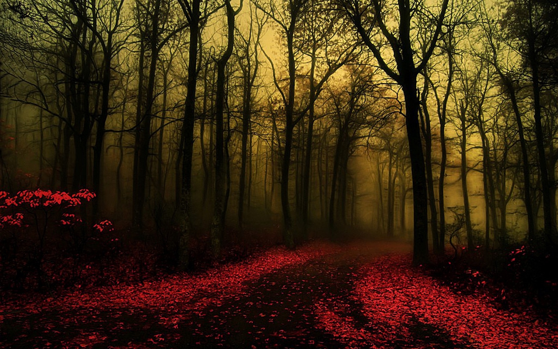 Mysterious Forest Path In Red Wallpaper