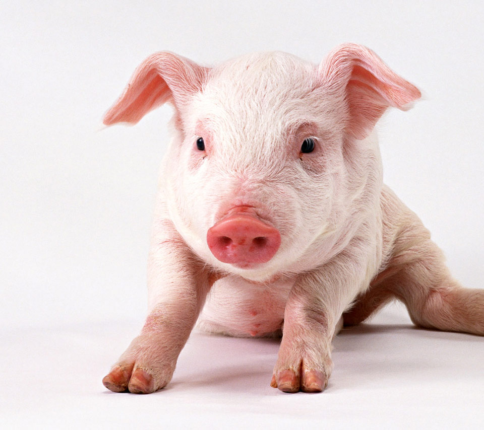 Pig Pigs Hog Swine Lovely Cute Fun Funny Pink White Pet Pets Animal