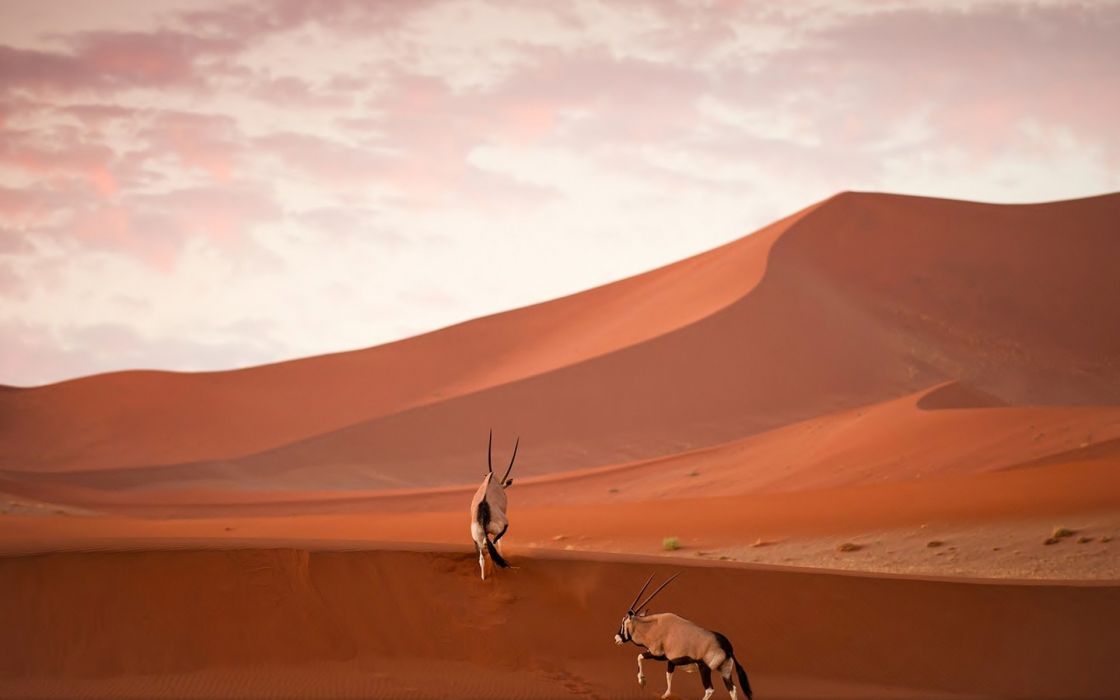 Oryx Desert Sand Wallpaper