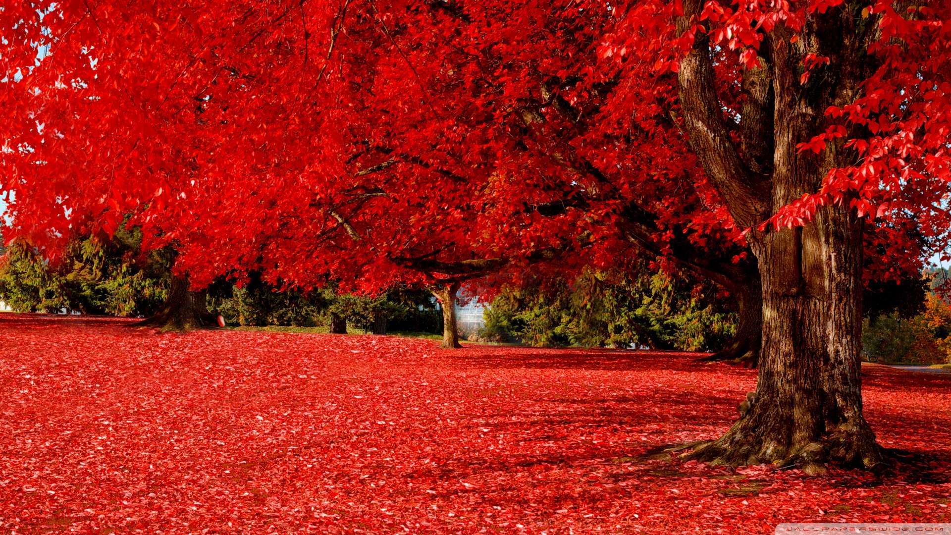 Wallpaper Red Autumn 1080p HD Upload At February