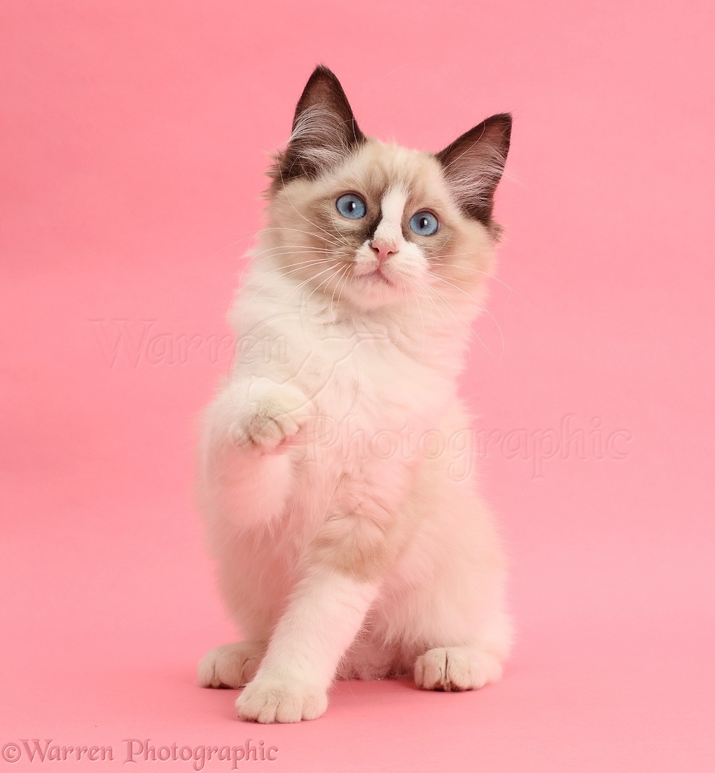 Ragdoll Kitten Weeks Old Pointing A Paw Pink Background