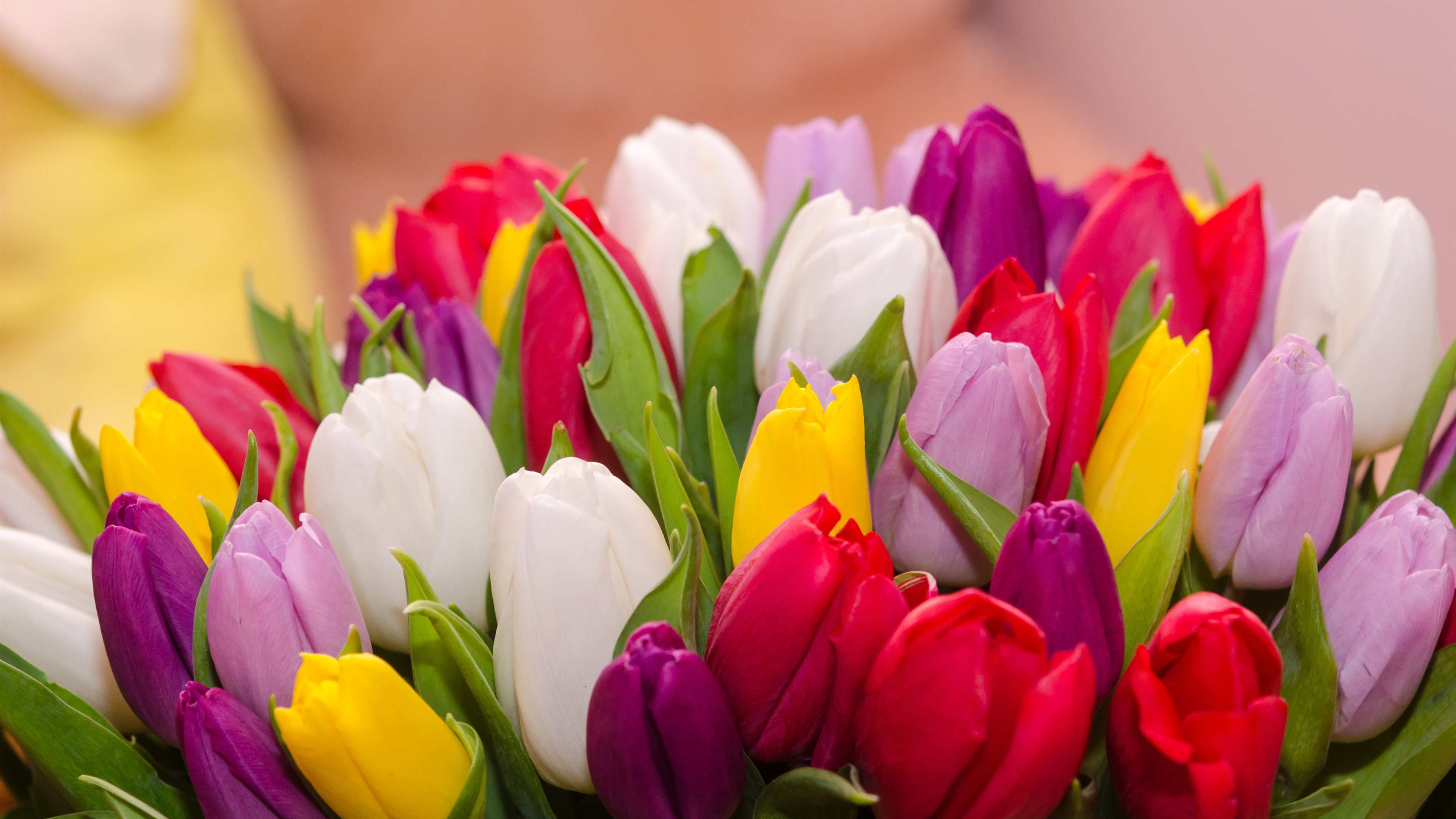 Wallpaper Many Tulips Colorful Flowers Bouquet UHD 4k Picture Image