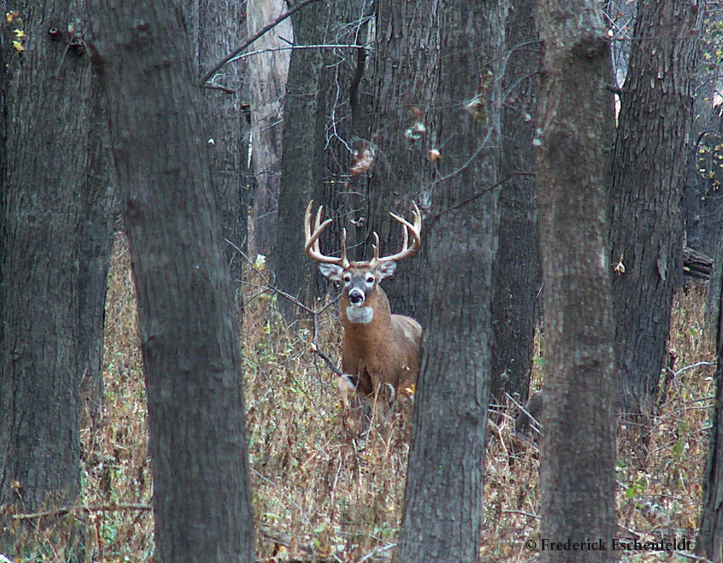 Whitetail Deer Pictures